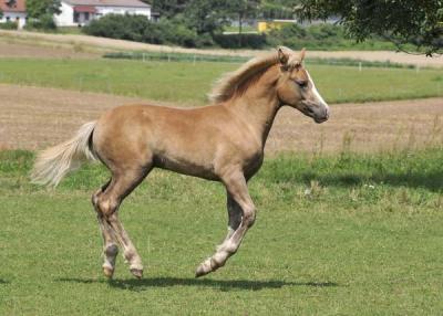 Viel_versprechendes_Haflinger-foto-bild-50-29907450