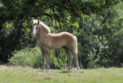 Viel_versprechendes_Haflinger-foto-bild-54-29907454
