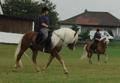 dsc_0572_hengste