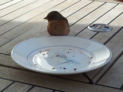 20121025_114508-Maria-ihm-schmeckt-s-nicht