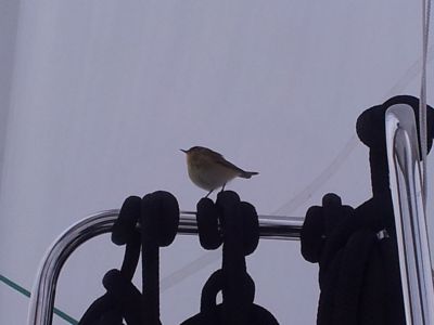 Fluechtiger-Besuch