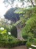 Herrliche Drachenbäume in allen Parks
