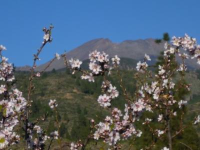 Mandelblüte in Chirche...