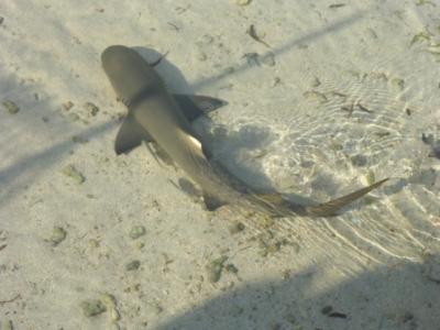 ...Lemonshark... ...Lemonshark...