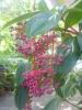 Medinilla