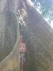 Der Brettwurzelbaum...