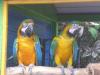 Na, ihr komischen Vögel!!!