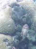 Tarnkünstler:Gefleckter Skorpionfisch