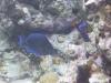 Mitternachtsblauer Doktorfisch