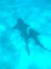 Sie schwimmen davon...