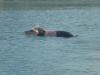 Schwimmendes Schwein???