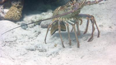 Lobster im Rückwärtsgang... Lobster im Rückwärtsgang...