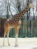 Giraffe-1