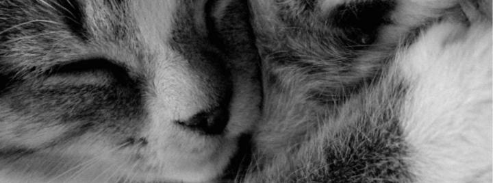 header