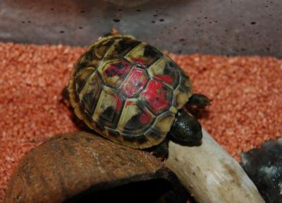 Das ist eine Schildkröte. Das Rote auf dem Panzer ist eine Nummer aus Nagellack. Die braucht man wegen der Anmeldung beim Landratsamt.