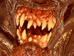 teeth