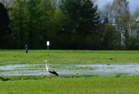 Storch