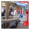 Waiting_dog_3a