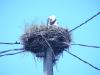 Storch in Frankreich