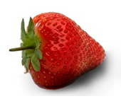 erdbeere