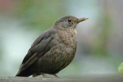 150507_amsel_foto