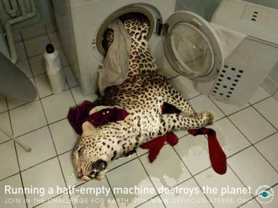 dead-leopard