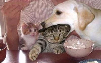 hund-frisst-katze