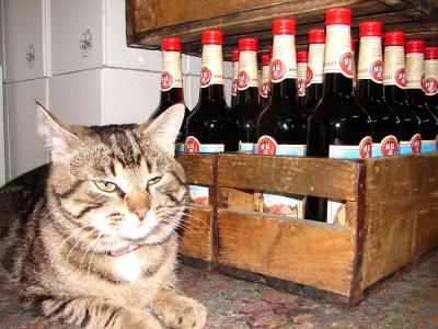 kater_hermann