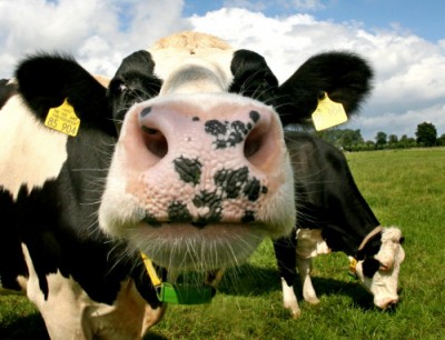 milch