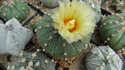Kaktus mit Blüte im Garten