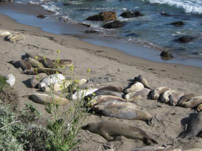 See - Elefanten in Massen See - Elefanten in Massen