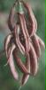 blume1
