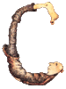 c