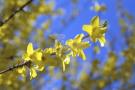 forsythie