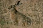 hase
