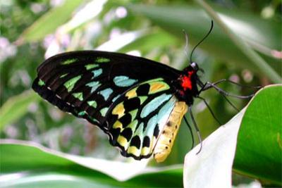 schmetterling