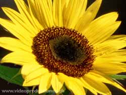 sonnenblume