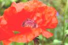 trkenmohn