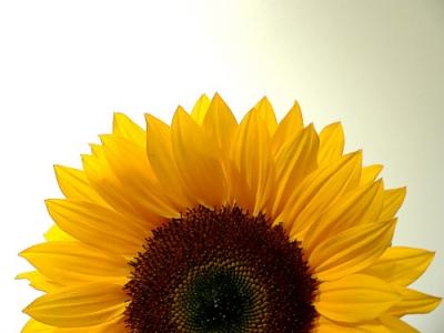 Sonnenblume-011_2_kl