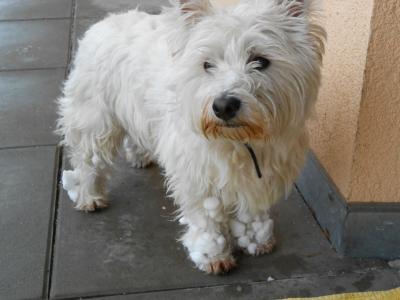 trägt schwer an der Schneelast