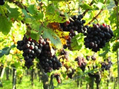 Da hängt doch noch was... für die Nachlese? Oder probierat ma`s doch mit nem Eiswein? Weil morga soll`s schnei`n. Da hängt doch noch was... für die Nachlese? Oder probierat ma`s doch mit nem Eiswein? Weil morga soll`s schnei`n.