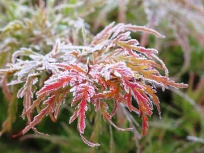 Selbst der Schlitzahorn ist an seinen Blatträndern beeist. Die Kälte befeuert seine Rotfärbung. Bald leuchtet es uns heim... im Garten.