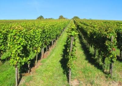 Zu Theres beginnt die Weinles`?
<br />
Von wegen. Im Jahr 2011 sorgte der Klimawandel für einen Weinlese-Wandel: Schon Ende September konnte man sagen: "Gläsa isch" Zu Theres beginnt die Weinles`?
<br />
Von wegen. Im Jahr 2011 sorgte der Klimawandel für einen Weinlese-Wandel: Schon Ende September konnte man sagen: "Gläsa isch"