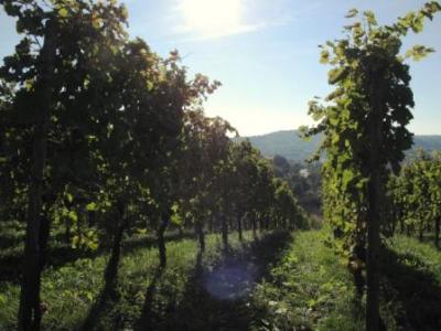 Was für eine schöne Lage - diese Weinlage am Mittleren Neckar :-) Was für eine schöne Lage - diese Weinlage am Mittleren Neckar :-)