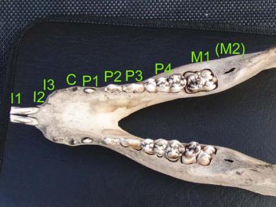 Mandibula-Zaehne