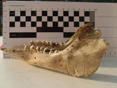 Mandibula_uebersicht