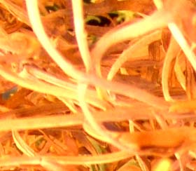 selbstbestimmung-der-natur1