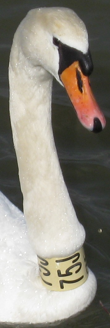 Schwan_75J_2