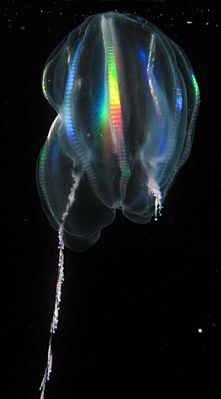 221px-LightRefractsOf_comb-rows_of_ctenophore_Mertensia_ovum