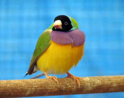 Adult_gouldian_finch